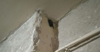 Nietoperz w trakcie remontu klatki schodowej zagnieździł się w narożniku pod sufitem