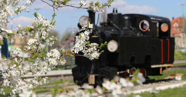Wiosenne zdjęcie kolejki Maltanka zza kwitnącego drzewa