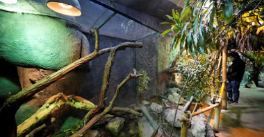 Picture of a room with tropical plants and a big aquarium and lizards in it.