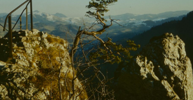 Photo of a pine on a slope of a steep mountain. Mountain landscape as a background.