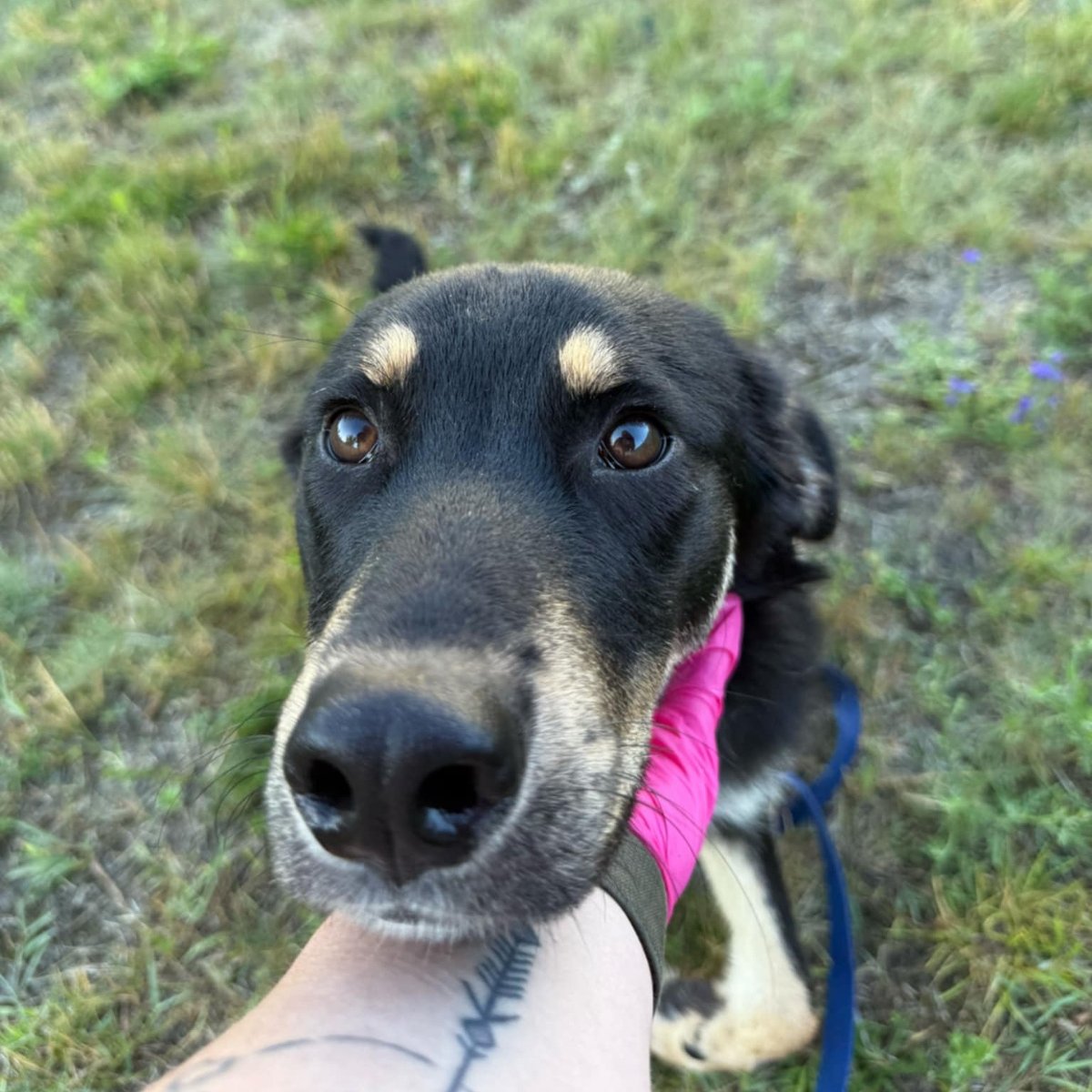 Międzynarodowy Dzień Psa to dobra okazja, by przypomnieć o tych psach, które czekają na swojego człowieka w schronisku, zdj. Schronisko dla Zwierząt w Poznaniu Czarny podpalany pies przytula głowę do ręki człowieka