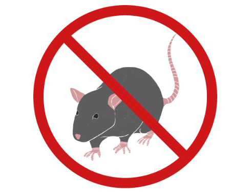 Obowiązkowa deratyzacja w Poznaniu Na zdjęciu widać szczura, który jest przekreślony.