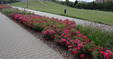 1 miejsce -pasy zieleni , Poznańska Spółdzielnia Mieszkaniowa "Winogrady" Administracja Osiedla Wichrowe Wzgórze, pas zieleni przy ulicy Armeńskiej na osiedlu Wichrowe Wzgórze,ozdobna róża drobno kwiatowa w kolorze różowym,rozplenica, w tyle widać górkę ,jeżówki w kolorze różowym i rozplenice oraz ozdobne róże drobno kwiatowe w kolorze różowym