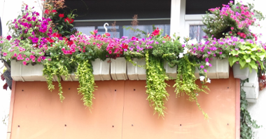 2 miejsce w kategorii balkon I.Paszke (Rada Osiedla Warszawskie-Pomet-Maltańskie) Na balkonie zawieszone w donicach na obrzeżu surfinie: białe, różowe, fioletowe. Przeplatane wiszącymi pędami dichondrii.