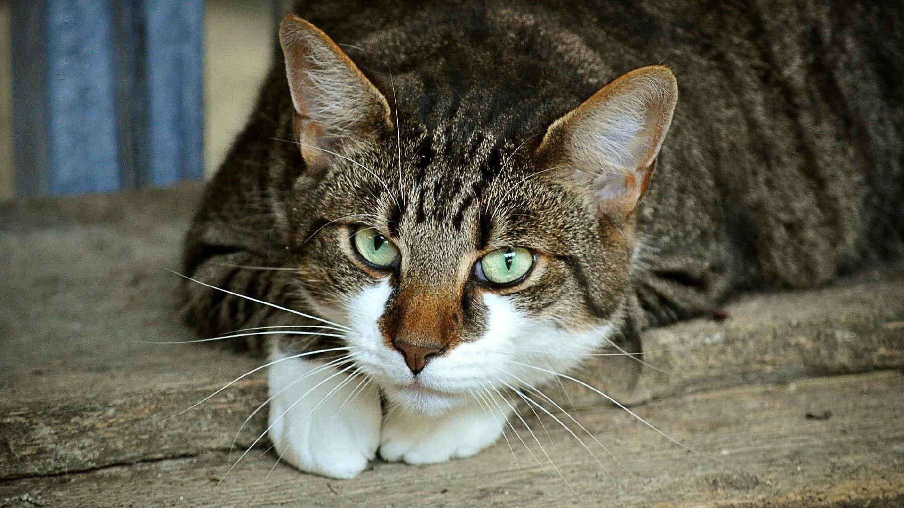 Zakończono zapisy na bezpłatną sterylizację i kastrację kotów/ fot. Pixabay - grafika artykułu