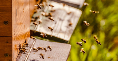 Na zdjęciu pszczoły wlatujące do ula