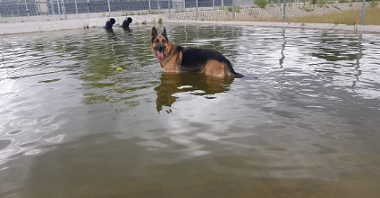 Na zdjęciu widać psa w basenie.
