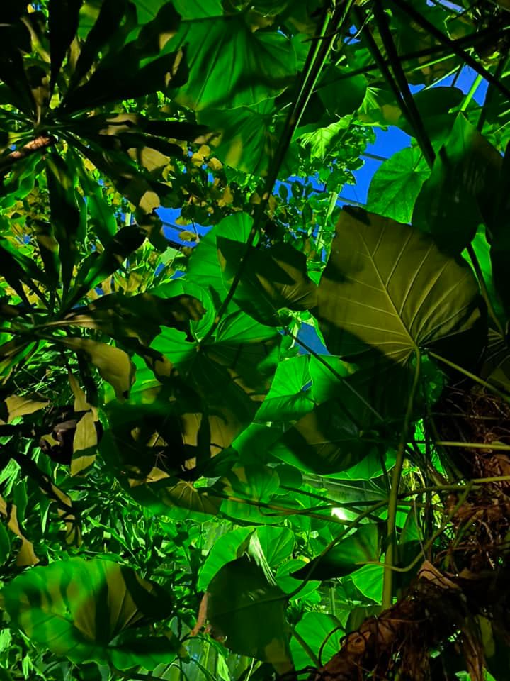 Na zdjęciu liście roślin w Palmiarni, zdjęcie zrobione od dołu, podświetlone rośliny. - grafika artykułu