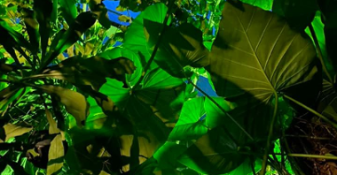 Na zdjęciu liście roślin w Palmiarni, zdjęcie zrobione od dołu, podświetlone rośliny.