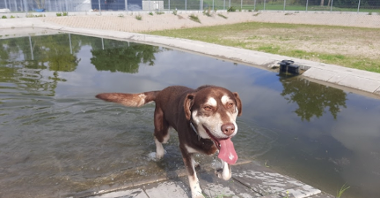 Na zdjęciu pies wychodzący ze zbiornika wodnego
