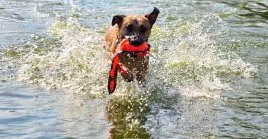Na zdjęciu pies biegnący w wodzie