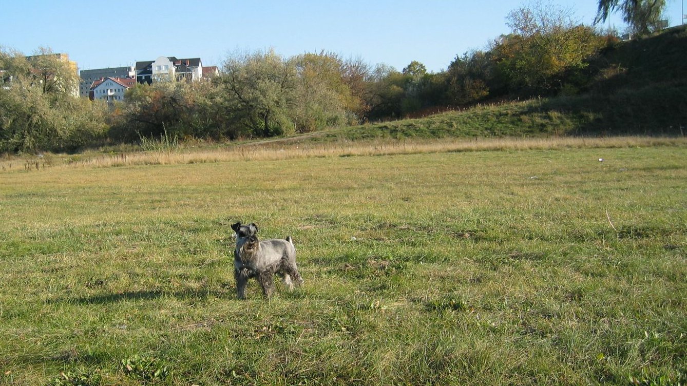 łąka nad Wartą