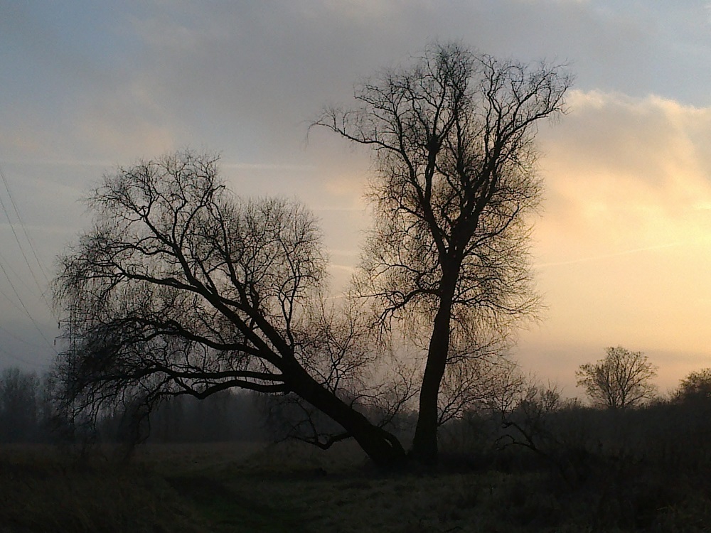 Wierzba z łąk łęgowych nad Wartą, w wildeckiej części południowego klina zieleni, fot. Adam Suwart - grafika artykułu