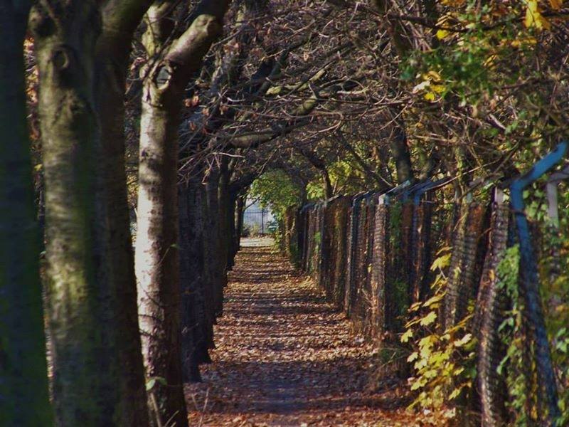 Widok północnego chodnika ulicy Henryka Jordana jesienią 2005 r., jeszcze przed wycięciem znacznej liczny drzew posadzonych pod koniec l. 20. XX wieku - grafika artykułu