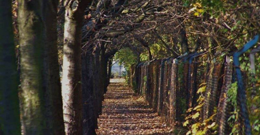 Widok północnego chodnika ulicy Henryka Jordana jesienią 2005 r., jeszcze przed wycięciem znacznej liczny drzew posadzonych pod koniec l. 20. XX wieku