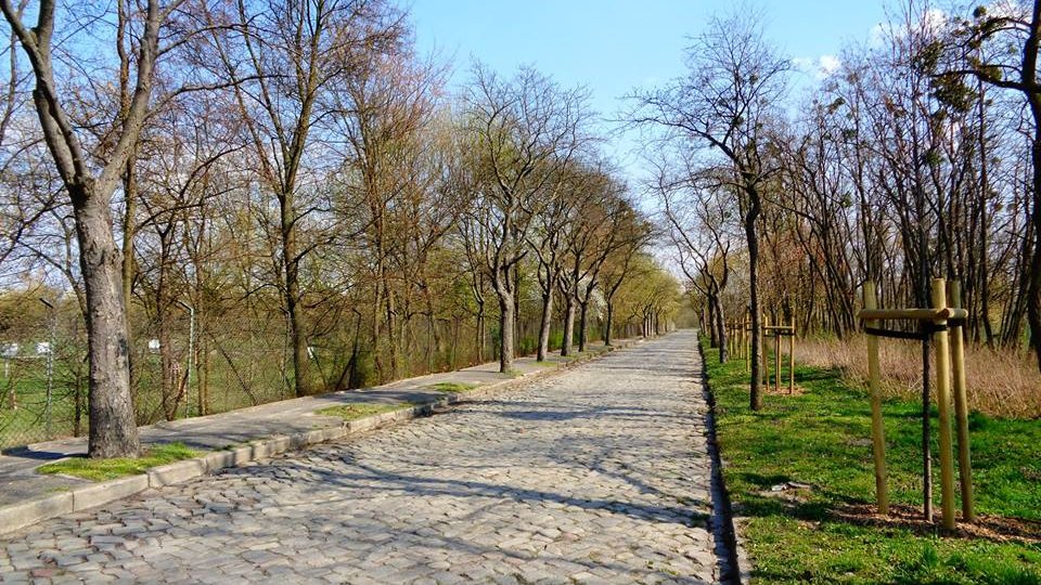 Widok ulicy Jordana z zabytkowym brukiem; widoczne wyraźne ubytki w szpalerze złożonym z przedwojennych jarzębów szwedzkich oraz nowe nasadzenia