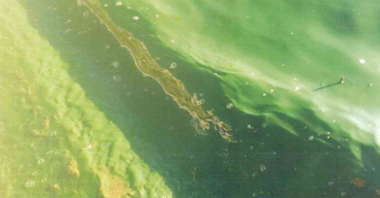 Zanieczyszczenie wód jeziora Maltańskiego