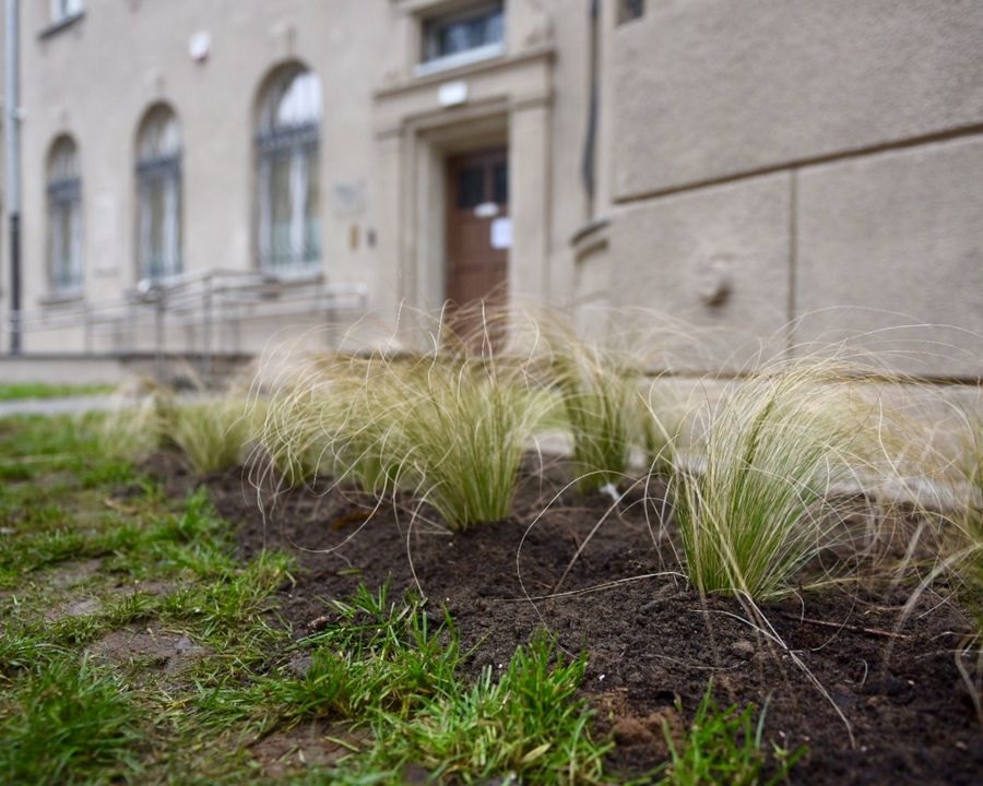 kępy traw i innych niskich roślin wyrastające z odsłoniętego gruntu, wokół zabudowa śródmiejska, widoczna szara kamienica - grafika artykułu