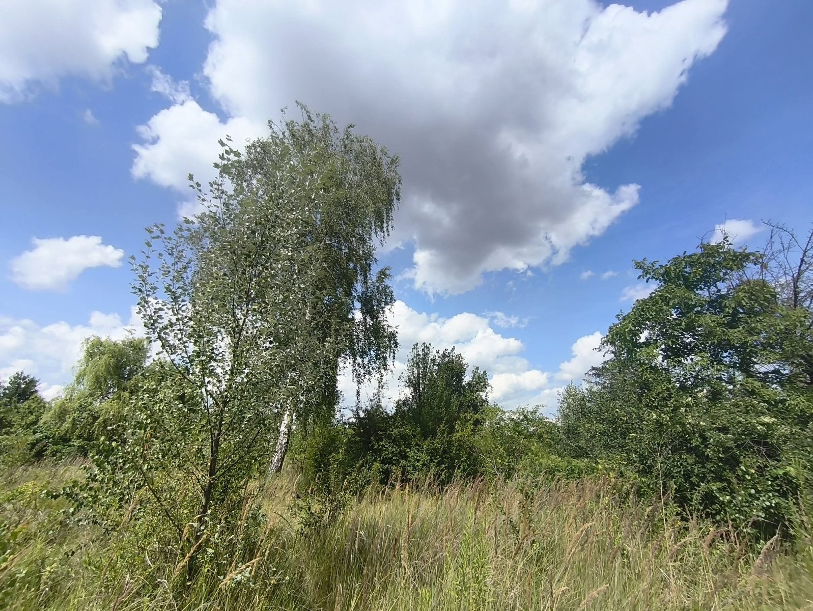 teren porośnięty zielenią nieurządzoną, wysokie trady, krzewy, niskie drzewa - grafika artykułu