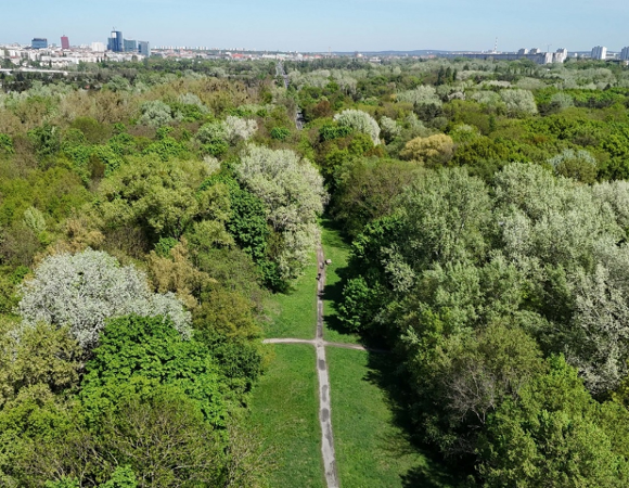 widok z lotu ptaka na teren zielony gęsto porośnięty dużymi drzewami, pośrodku terenu teren nieporośnięty z widoczną ścieżką wydeptana w trwaie, za tereniem wiodczna zabudowa miejska