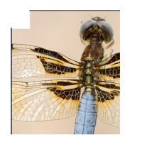 Zdjęcie widzianej w dużym zbliżeniu ważki, na jasnym tle. W centrum obrazu widoczne wspaniale żyłkowane rozłożone skrzydełka owada.