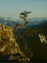 Photo of a pine on a slope of a steep mountain. Mountain landscape as a background.