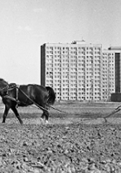 The black and white photo with a black horse harnessed to a plow and led by a plowman. A block of flats as a background.