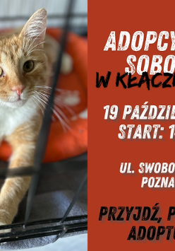 Obraz jest reklamą wydarzenia adopcyjnego dla zwierząt domowych. Przedstawia uroczego pomarańczowego kota tabby siedzącego w transporterze, otoczonego czerwonym tłem z białym tekstem. Projekt jest prosty, ale skuteczny, ma na celu przyciągnięcie uwagi i poinformowanie ludzi o wydarzeniu. Obraz prawdopodobnie ma na celu promowanie adopcji kotów i zachęcanie społeczności do zaangażowania się w zapewnianie tym zwierzętom kochających domów.