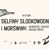 Na różowym tle wizerunek morświna.