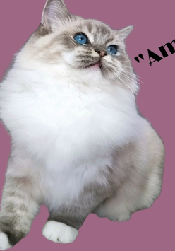 Baner ze zdjęciem kota i nazwą wydarzenia.