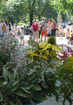 bukiety kwiatów i ziół