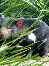 Wizerunek diabła tasmańskiego