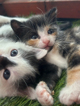 Dwa małe kotki, które przytulają się do siebie.