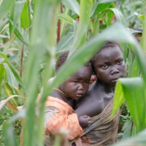 dzieci w polu kukurydzy