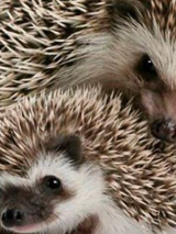 Dzień Jeża - Rodzinna niedziela