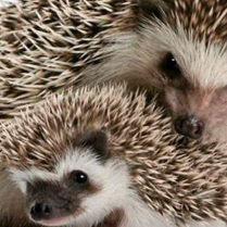 Dzień Jeża - Rodzinna niedziela