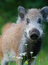 fot. Bogdan Walkiewicz