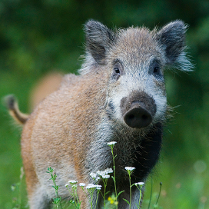 fot. Bogdan Walkiewicz