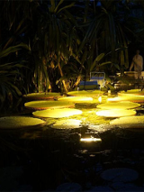 Oświetlone duże okrągłe liście na wodzie. Po bokach wysokie rosliny w ciemności.