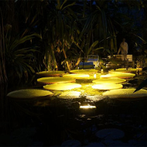 Oświetlone duże okrągłe liście na wodzie. Po bokach wysokie rosliny w ciemności.