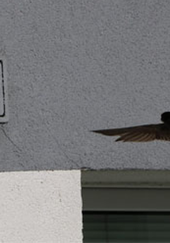 Jerzyk w pobliżu gniazda w otworze elewacji bloku.