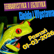 Zdjęcie ezgotycznej zielonej żaby z czerwonymi oczami. Żaba wspina się po gałęziach. W tle czarne tło. Na pierwszym planie niebieski napis "Giełda i Wystawa". Pod spodem żółty napis "Poznań 01-03-2026 r."