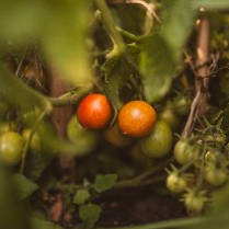 Pomidorki na krzaku.