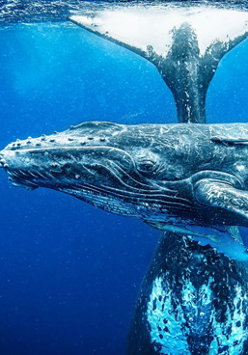 fot. Sebastian Gorgol