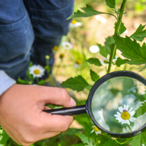 oglądanie łąki przez lupę