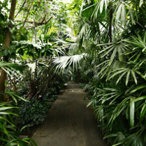 Ścieżka otoczona mnóstwem zielonych roślin.