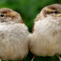 Dwa małe ptaszki, jeden patrzy w lewo, drugi w prawo.