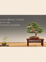 plakat z bonsai