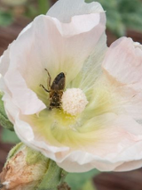 Pojedynczy kwiat malwy