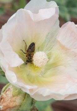 Pojedynczy kwiat malwy